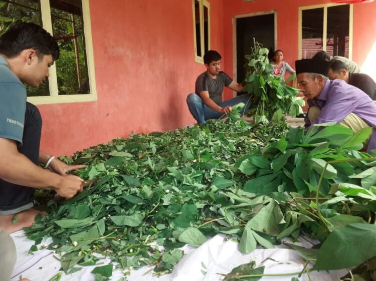 Warga Baruranji Buat Stok Pakan Ternak Saat Musim Kemarau