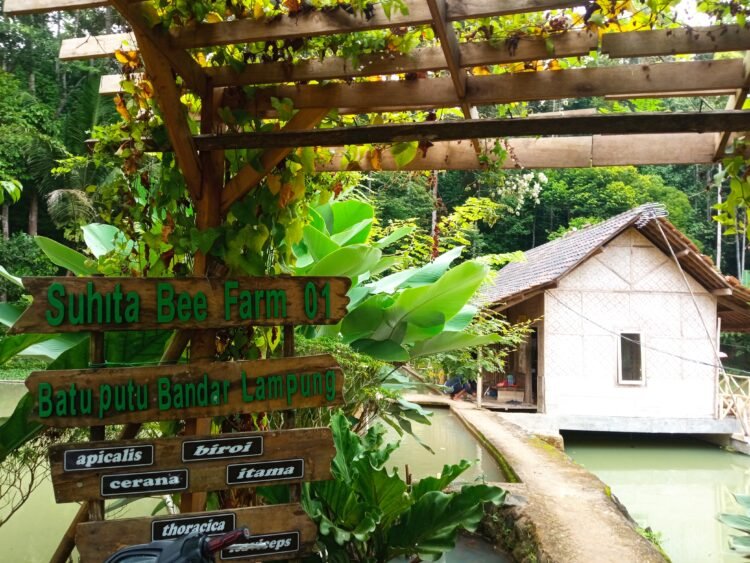 Suhita Bee Farm, di Jalan Batin Mangku Negara, Batu Putuk, Kec. Tlk. Betung Utara, Kota Bandar Lampung, Lampung.
Lampung Post/ Dian Wahyu Kusuma