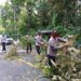 Evakuasi Pohon Tumbang Perlancar Lalu Lintas