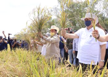 Metro Targetkan Panen Tanam Gaduh 35 Ton