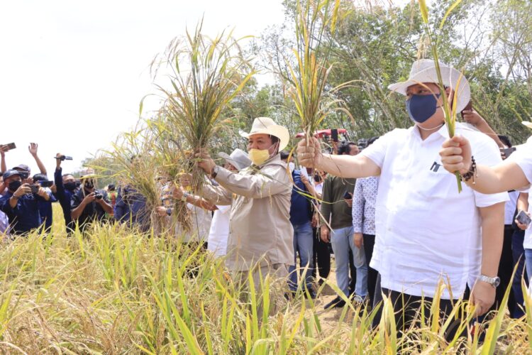 Metro Targetkan Panen Tanam Gaduh 35 Ton