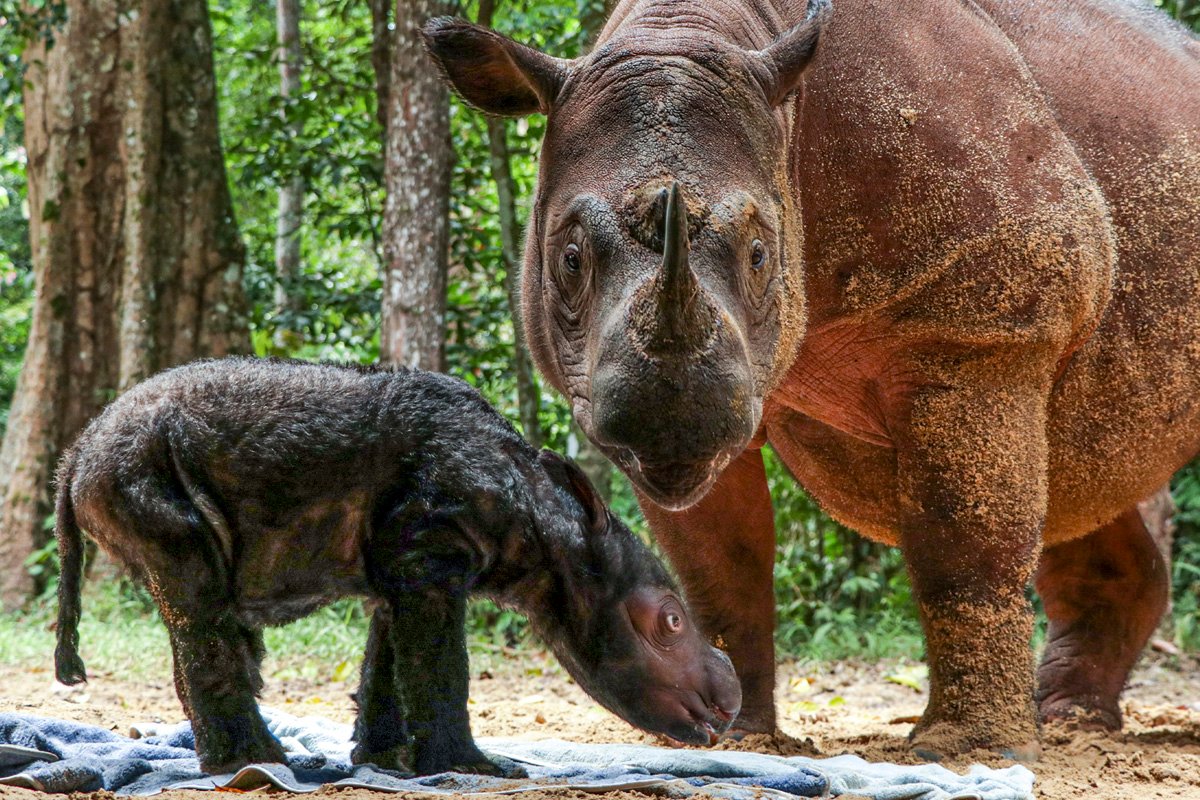 KELAHIRAN BADAK SUMATERA DI SUAKA RHINO SUMATERA TNWK. Rosa, seekor induk badak sumatera (Dicerorhinus sumatrensis) menemani anaknya berjenis kelamin betina yang baru berusia beberapa hari di Suaka Rhino Sumatera, Taman Nasional Way Kambas (SRS TNWK), Lampung Timur, Lampung, Senin (28/3). Bayi badak sumatera tersebut lahir dari hasil perkawinan badak jantan bernama Andatu dan badak betina bernama Rosa pada Kamis (24/3), pukul 11.44 WIB, di Suaka Rhino Sumatera Taman Nasional Way Kambas, Lampung.
ANTARA FOTO/BIRO HUMAS KEMENTERIAN LINGKUNGAN HIDUP DAN KEHUTANAN