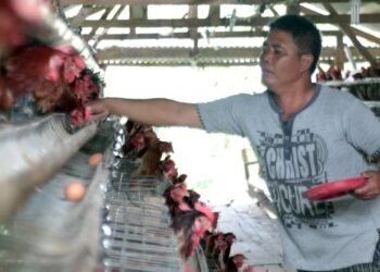 Harga Pakan Ternak Kembali Meroket