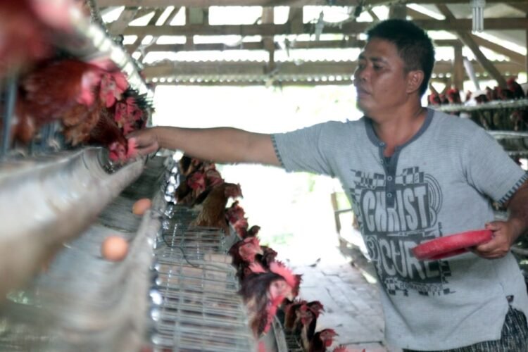 Harga Pakan Ternak Kembali Meroket