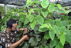 Begonia galeolepis. (MI)