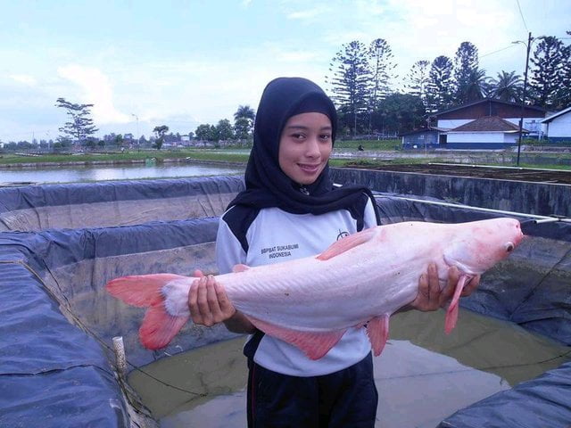 Budidaya Ikan Patin di Baliagung Mencegah Stunting