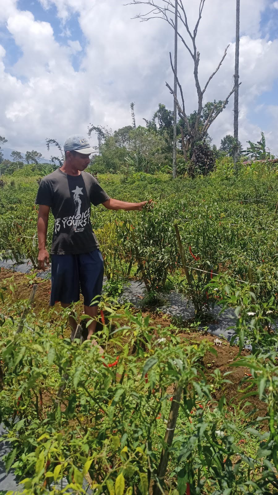 PETANI CABAI. Amir (38), petani cabai di Dusun Serdang, Kelurahan Way Mengaku, Balikbukit, Lampung Barat, Sabtu (24/9). Menurutnya, harga cabai saat ini  turun drastis. Padahal, panen sebelumnya cabai miliknya masih dihargai Rp50 ribu/kg.
LAMPUNG POST/ELIYAH