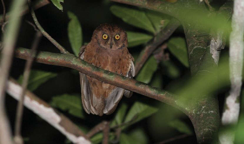 Spesies baru burung hantu, Principe Scops-Owl. ZOOKEYS