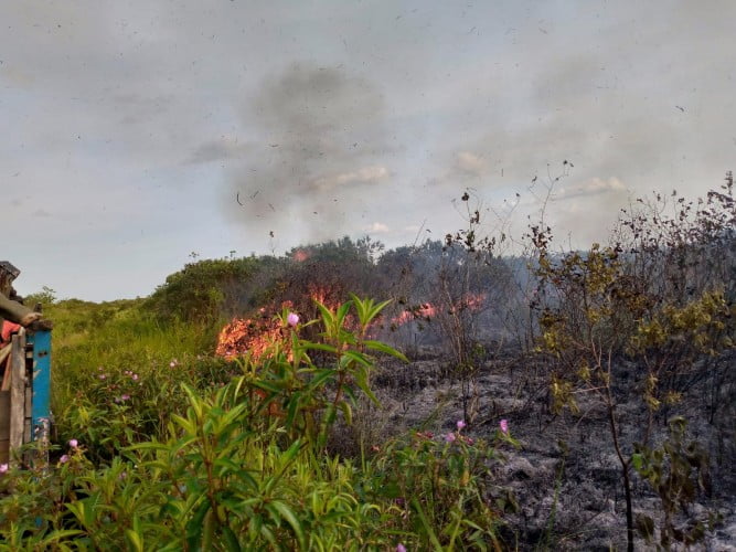 Kebakaran lahan di Seksi Pengelolaan Taman Nasional (SPTN) Wilayah 2 Way Bungur, resort Toto Projo dan Resort Rantau Jaya. (Foto: Dok Polres)
