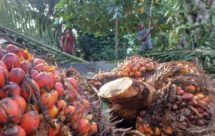 Buah Sawit. (Foto: MI)