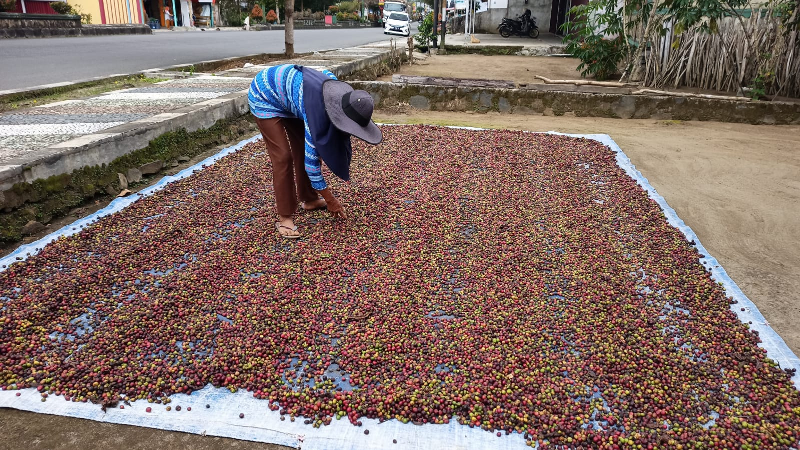 KOMODITAS UNGGULAN. Petani menjemur biji kopi di Kelurahan Way Mengaku, Kecamatan Balikbukit, Lampung Barat, Jumat (28/7). Nilai tambah produk pertanian, terutama komoditas lokal, menjadi prioritas dan fokus pembangunan di Provinsi Lampung. Salah satunya dengan penguatan sektor hilirisasi dan industrialisasi.
LAMPUNG POST/ELIYAH