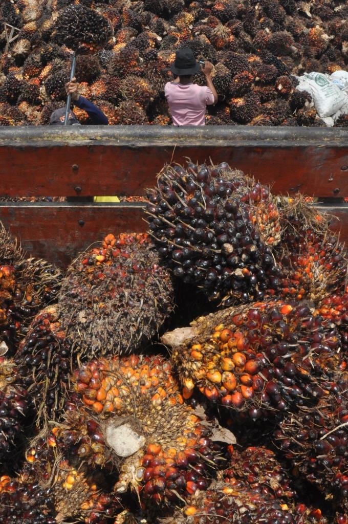 HARGA SAWIT TURUN DRASTIS