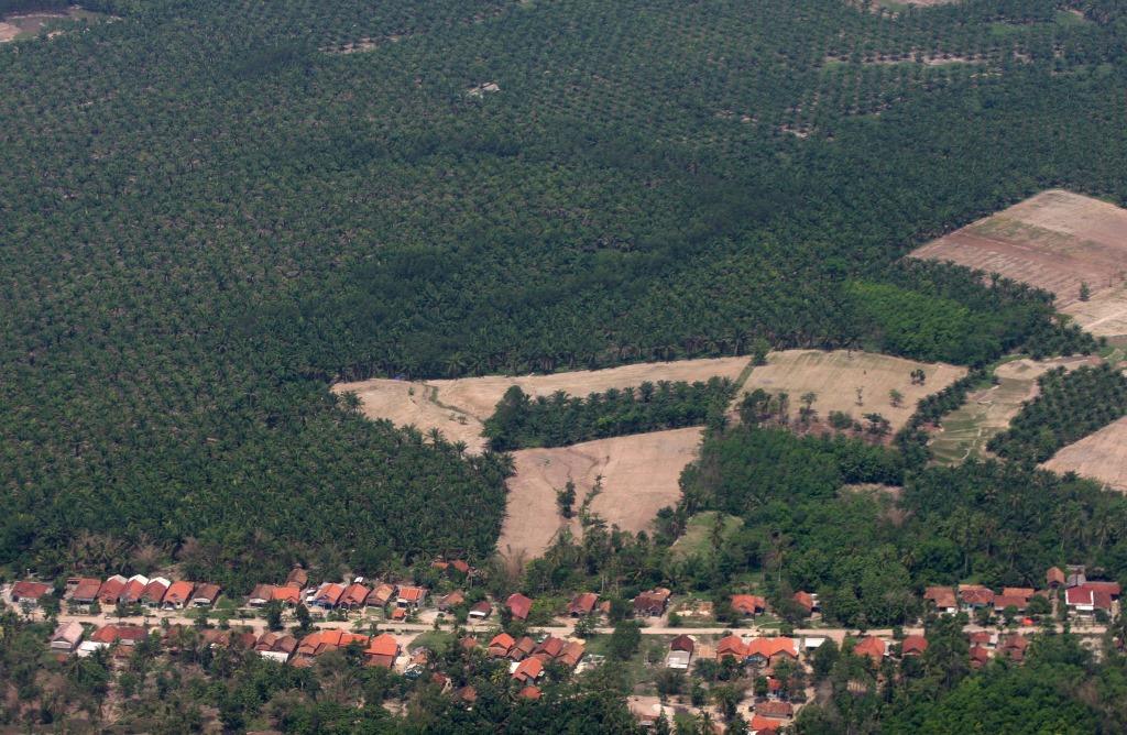 LAHAN PERKEBUNAN SAWIT