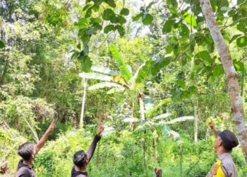 Lokasi ST (32) yang nekat mengakhiri hidup dengan gantung diri di sebuah pohon jengkol di Desa Tamanjaya, Kecamatan Kotabumi Selatan, Kabupaten Lampung Utara, Minggu (14/4).
DOK POLRES LAMPURA