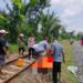 Petugas Polsek Kotabumi Utara bersama polsuska mengevakuasi korban tertabrak KA Kuala Stabas di rel KA, Dusun I, Desa Banjarwangi, Kecamatan Kotabumi Utara, Senin, 1 April 2024.
DOK POLRES LAMPURA
