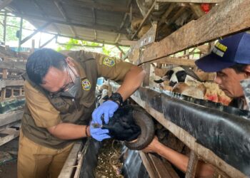 Petugas kesehatan dari Dinas Pertanian Bandar Lampung memeriksa kesehatan hewan ternak yang akan dikurbankan, Senin, 10 Juni 2024. (Lampung Post/Andre Prasetyo Nugroho)