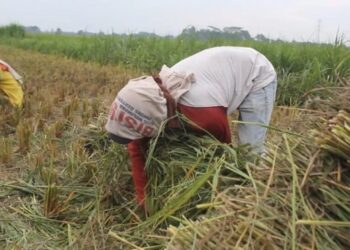 Cegah Turunnya Produksi Pangan