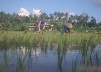 Produksi Pangan Sejahterakan Petani