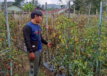 Stok Melimpah, Harga Tomat Anjlok