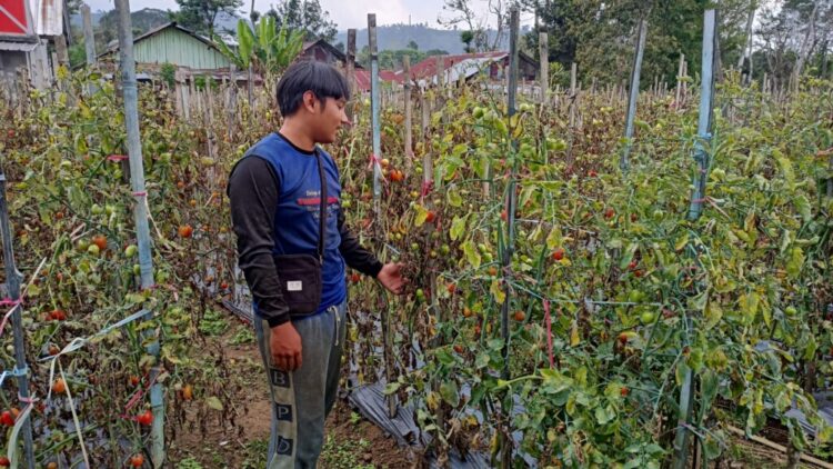 Stok Melimpah, Harga Tomat Anjlok