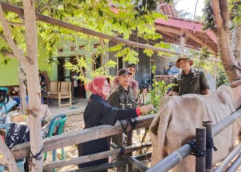 cek sapi PO di Lamsel