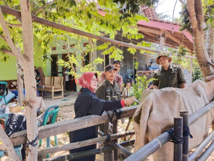 cek sapi PO di Lamsel