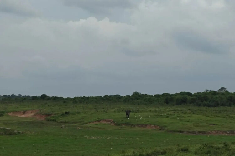 lahan di kawasan TNWK