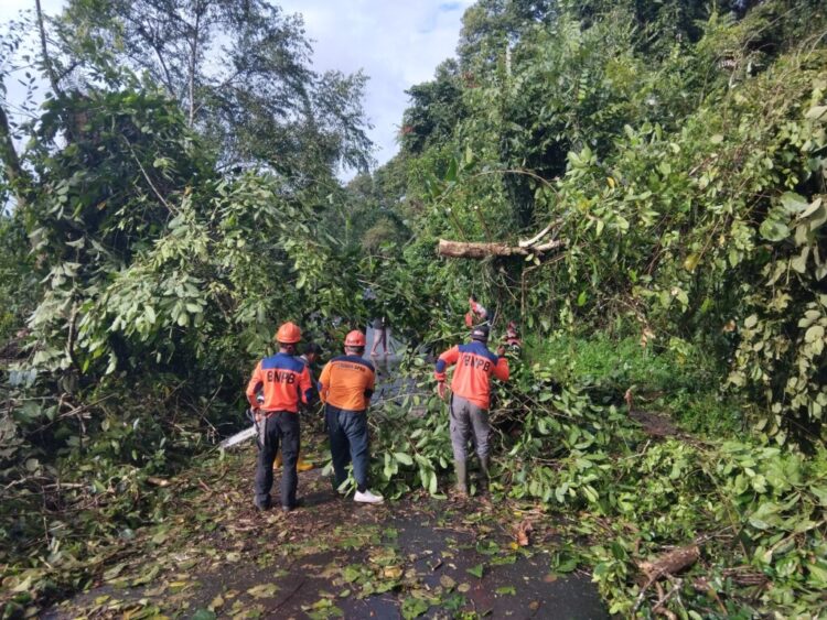 tim BPBD Lambar mengevakuasi pohon tumbang
