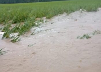 Optimalisasi Asuransi Pertanian