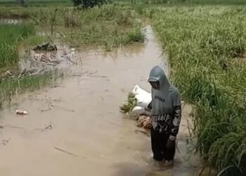 Mitigasi Petani Hadapi Cuaca Ekstrem