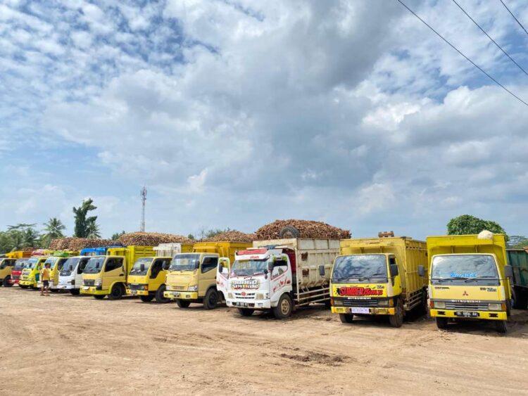 KEPUTUSAN HARGA SINGKONG. Antrian truk membawa hasil singkong menunggu untuk melakukan pembongkaran muatan di salah satu pabrik PT Budi Search & Sweetener Lampung.