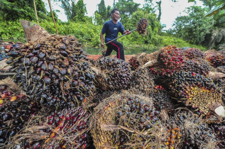 PRODUK CPO. Petani menyusun tandan buah segar (TBS) kelapa sawit di tempat penampungan kelapa sawit Dendang, Tanjung Jabung Timur, Jambi, beberapa waktu yang lalu. Potensi pengembangan produk crude palm oil (CPO) dan turunannya sebagai salah satu komoditas unggulan Lampung, semakin terbuka luas terutama setelah implementasi perjanjian Indonesia-European Union Comprehensive Economic Partnership Agreement (IEU-CEPA). ANTARA FOTO/Wahdi Septiawan