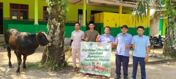 Gunung Madu Salurkan 58 Ekor Sapi dan 48 Kambing Kurban ke Masyarakat dan Ponpes di Lampung
