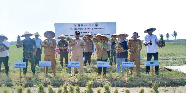 Dukung Program GNPIP, BI dan Gubernur Arinal Panen Bawang Merah di Desa Ruguk