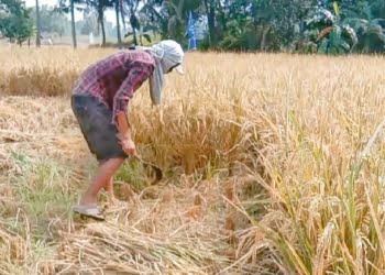 Harga Gabah di Lampung Selatan Sentuh Rp7.000