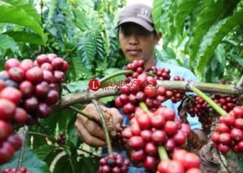Produksi Kopi di Lampung Barat Tahun Ini Dipastikan Turun