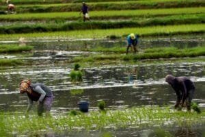 Lampung Siapkan 73,5 Ton Benih Padi Genjah Antisipasi Dampak El Nino