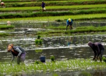Benih Padi Palsu Dominasi 80 Persen Pasar Nasional