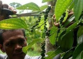 Tanaman Lada Lampung