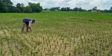 BMKG memprediksi musim kemarau 2026 lebih kering dan panjang dengan potensi El Nino menguat. Simak wilayah terdampak dan langkah antisipasi.