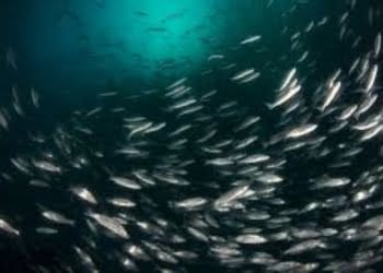 Ikan Laut Deteksi Warna di Kegelapan