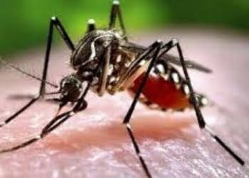 Kasus DBD di Lampung Barat Capai 41 Kasus