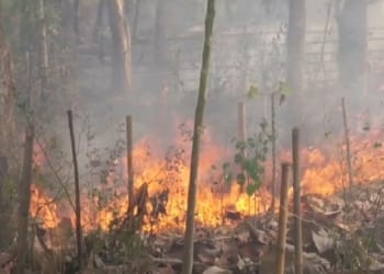 Lahan 1 Hektare Dekat Pemukiman di Lampung Selatan Terbakar