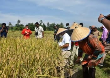 Lampung  Lumbung Pangan Nasional