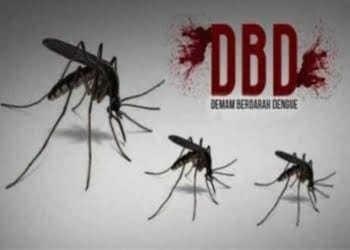 Nyamuk penyebar Demam berdarah