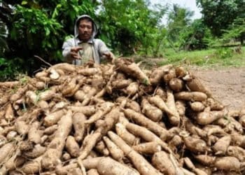 Petani Singkong akan Kembali Mendapatkan Alokasi Pupuk Subsidi