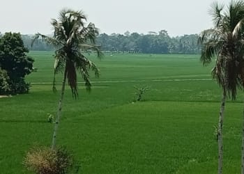 Program Gerakan Nasional Tanam Padi di Lampung Selatan hanya 700 Hektare