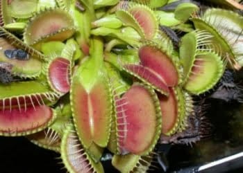 Spesies Tanaman Terancam Punah