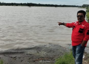 430 Ha Tanaman Padi di Palas Kembali Terendam Banjir