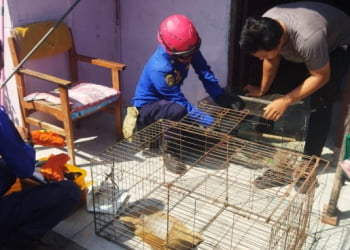 Damkartan Bandar Lampung Evakuasi Seekor Kukang dari Rumah Warga